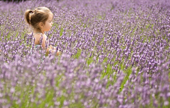 LAKESIDE LAVENDER FESTIVAL AT DEER FLAT RANCH